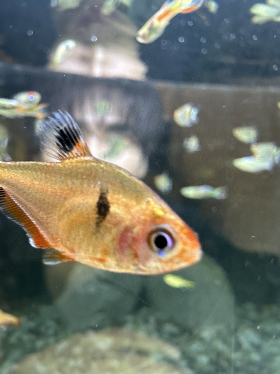 chira_patt's tweet image. แง่มๆ🐡🐟🐠
#chira_patt