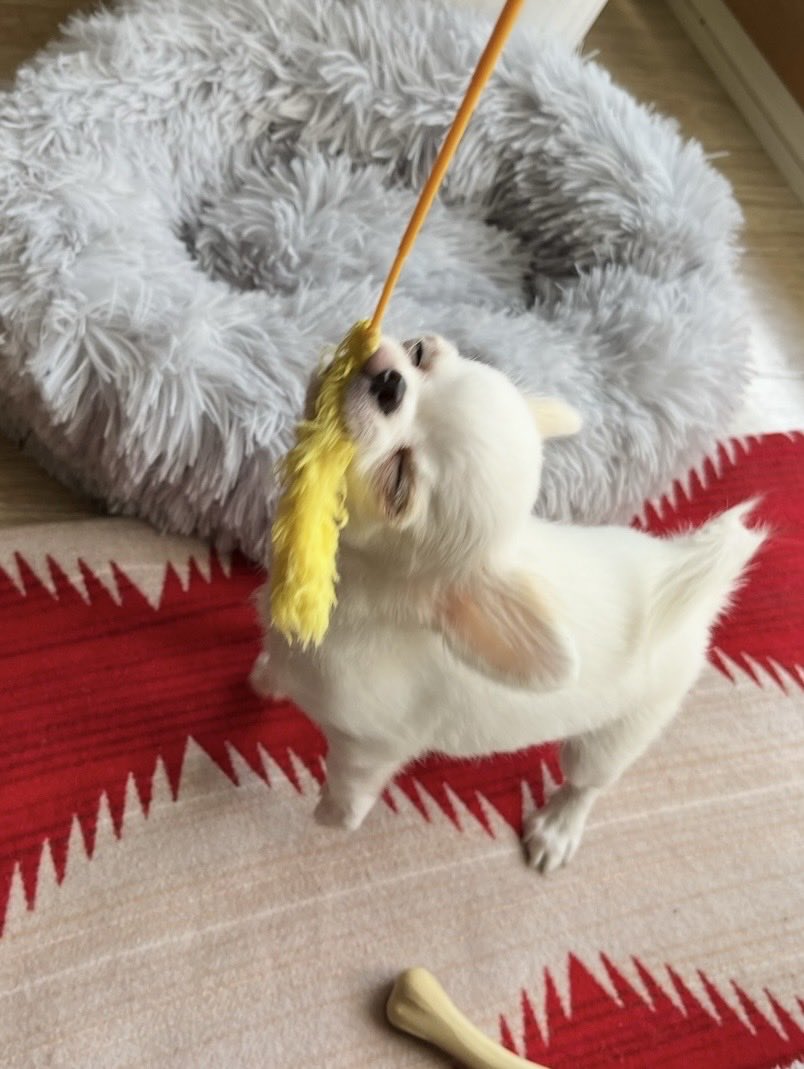 お迎え直後の3年前2月の写真をいくつか置いときます④

#タレ目チワワ
#うちの子記念日