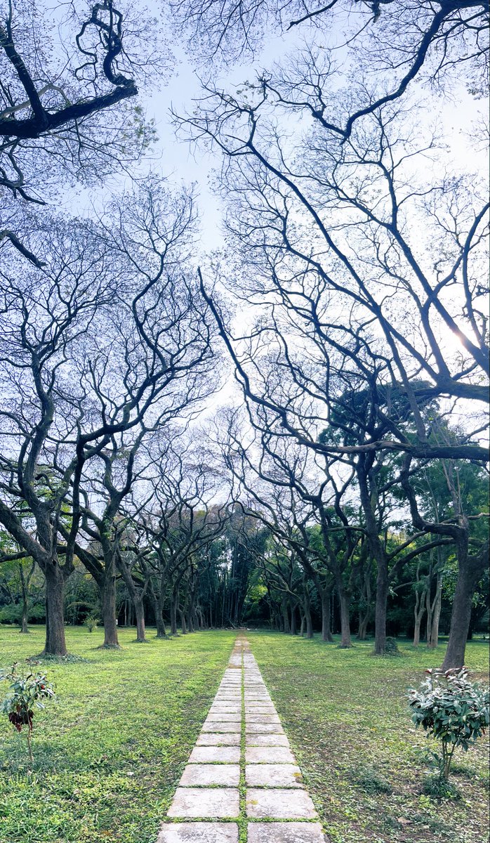 Chanchal_P's tweet photo. Crown Shyness https://t.co/xDXF6j7c1l