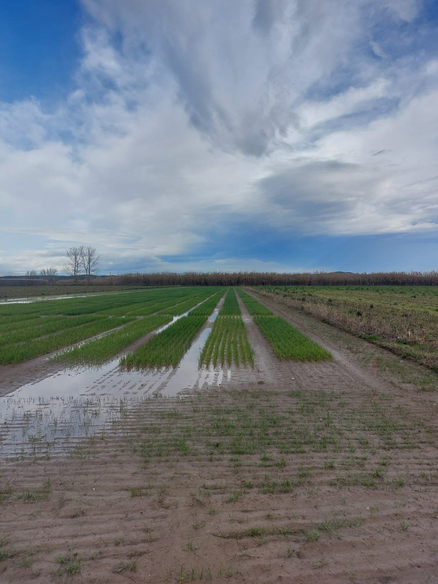 Climsostrigo tweet media