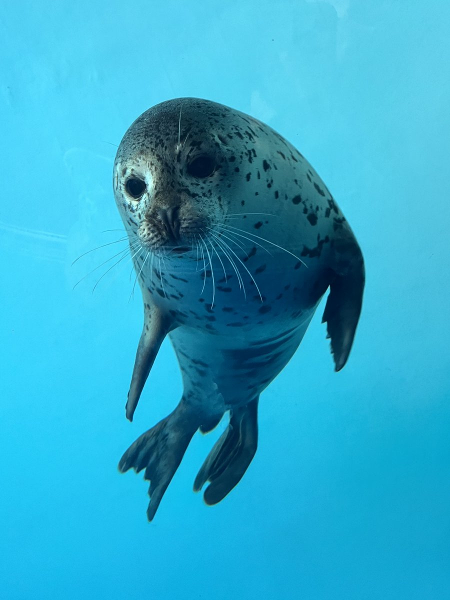俺ちゃんもうすぐ2才🦭✨

#しながわ水族館
#しぶき
#ゴマフアザラシ
#spottedseal