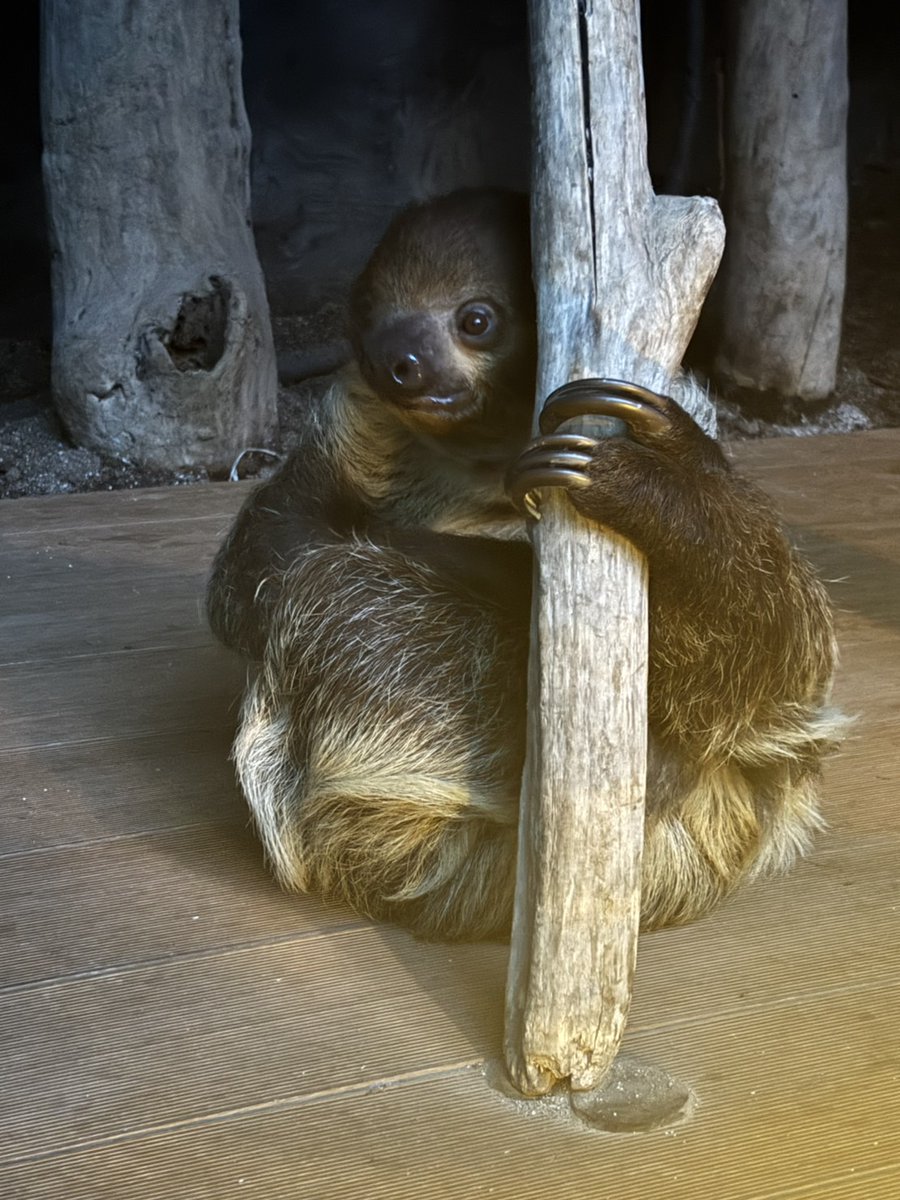 ナマケモノ研究所(The sloth research center)🦥 (@sametyphoon