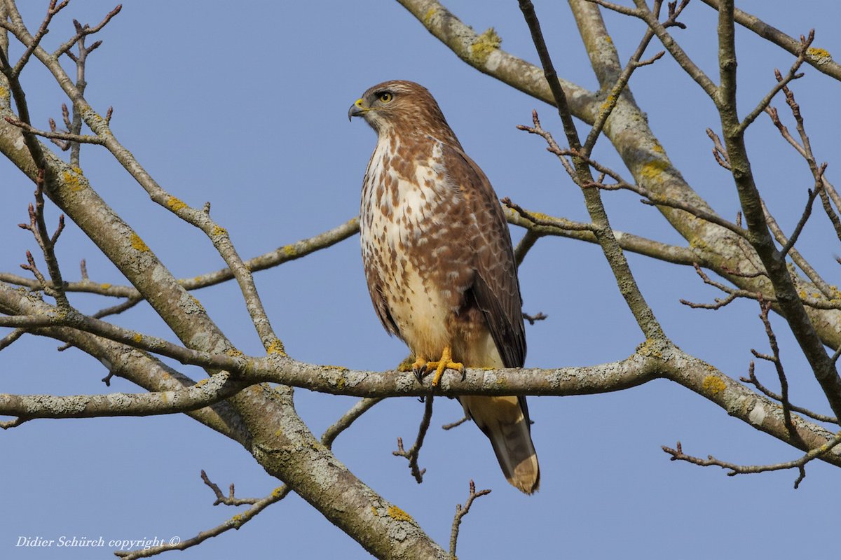 DidierSchurch's tweet photo. #Nature #NaturePhotography #Wildlife #WildlifePhotography #Birds #BirdsPhotography #Animal #Busevariable #Buteobuteo #naturelovers #TwitterNatureCommunity #Switzerland #Biodiversité Buse variable (Buteo buteo) https://t.co/vzaEwdU05p