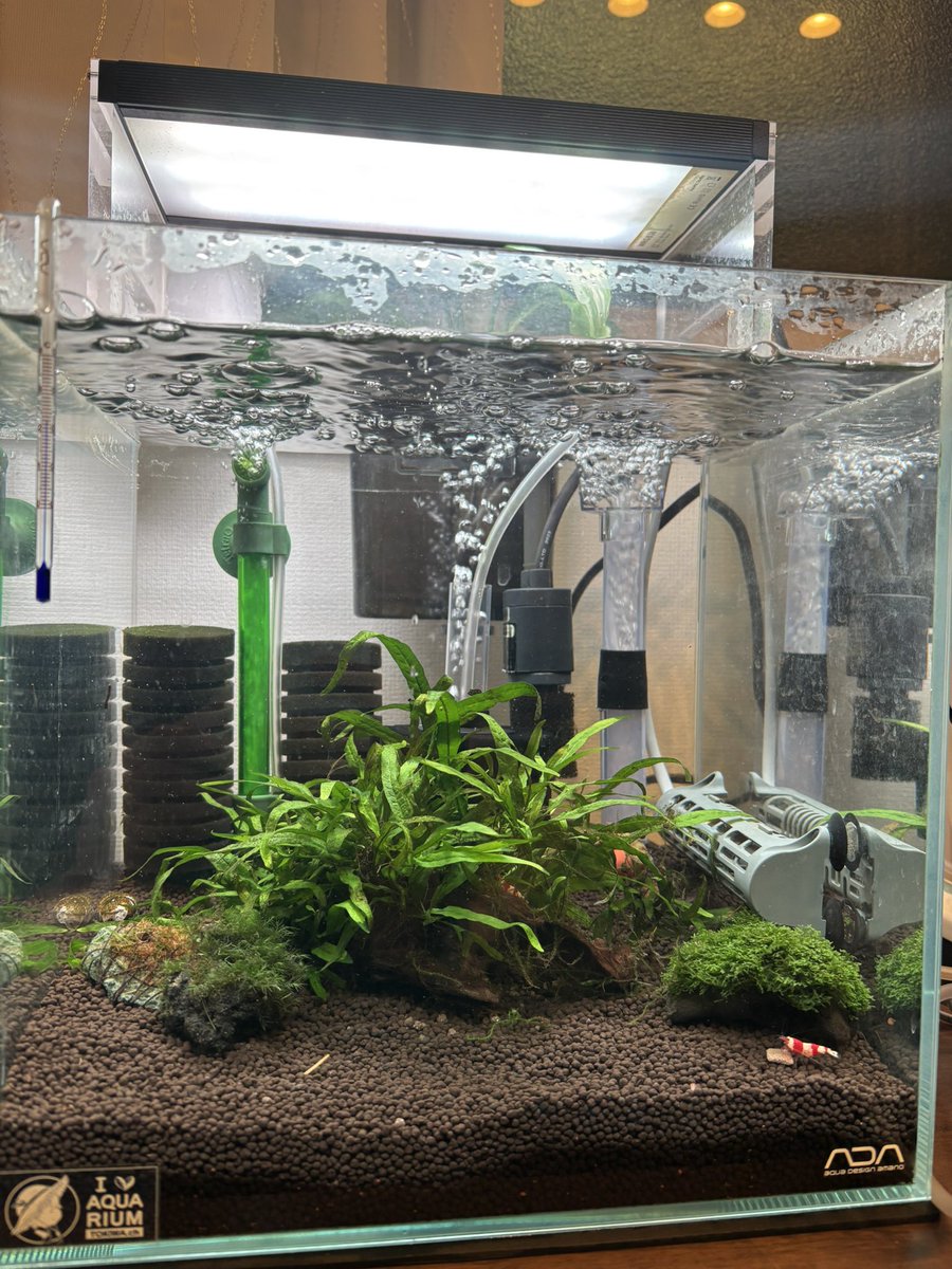 トキワ🌿 (@tokiwa_aquarium) / Posts / X