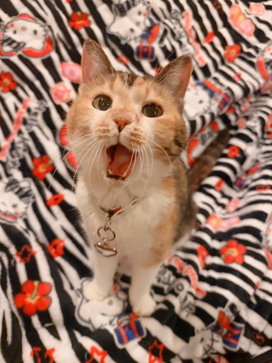 Post by あめちゃん🐱 on X: 🐱