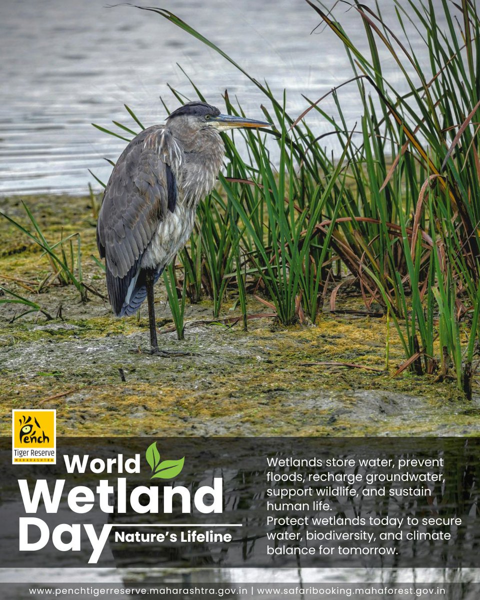 MahaPenchTiger's tweet photo. World Wetlands Day
Wetlands are nature’s lifeline — storing water, preventing floods, recharging groundwater, and giving shelter to countless species.

#WorldWetlandsDay #ProtectWetlands #NatureLifeline #PenchTigerReserve #WetlandsMatter https://t.co/1H5eiz4Bzi