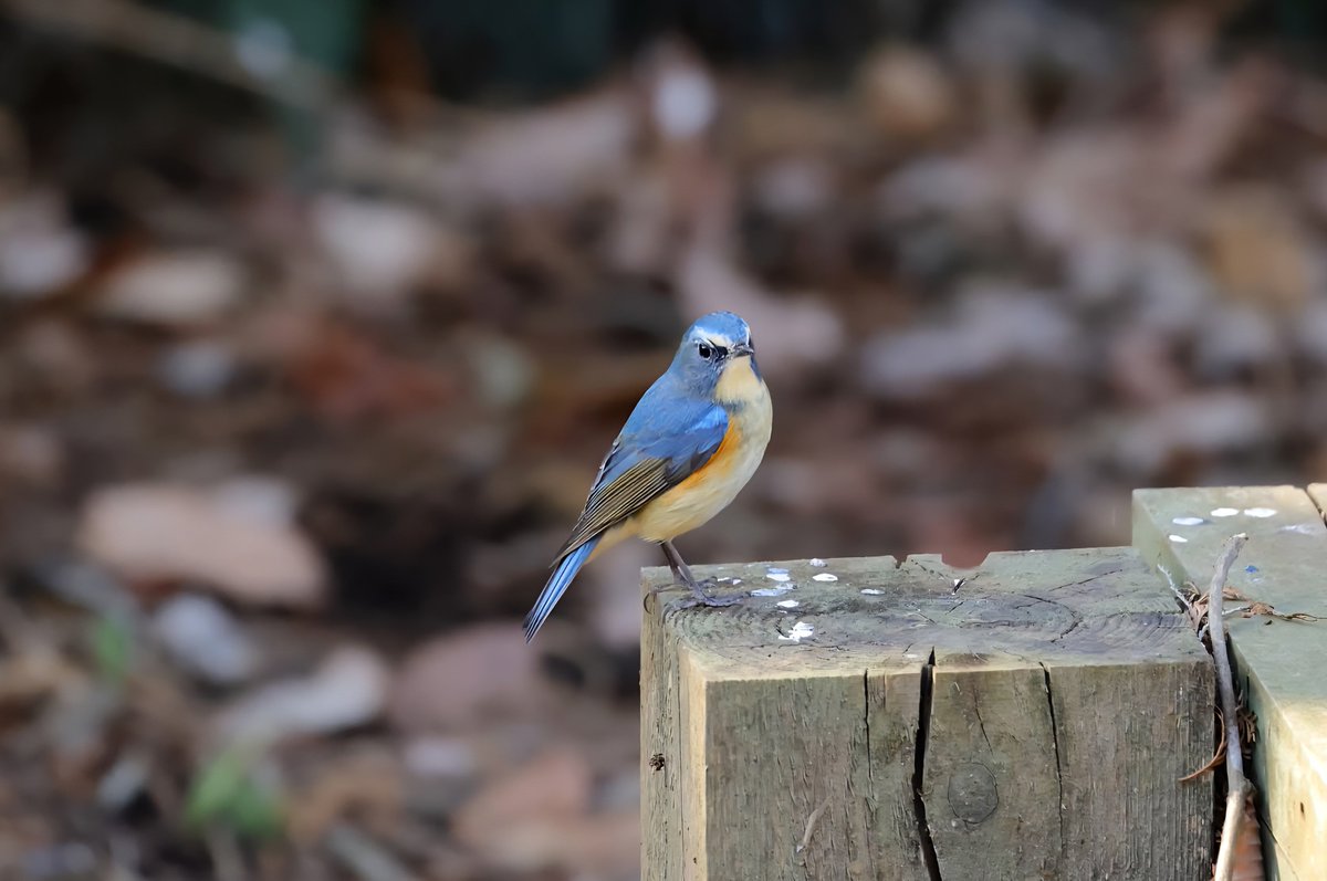 JohnsonSato's tweet photo. 2026年初めての撮影が野鳥になりました。
#ルリビタキ
#eosr7 https://t.co/cTzdtHzd8Q