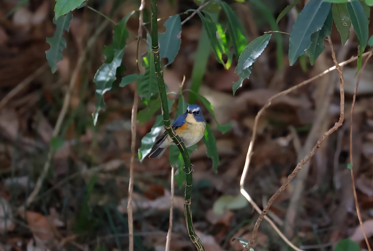 JohnsonSato's tweet photo. 2026年初めての撮影が野鳥になりました。
#ルリビタキ
#eosr7 https://t.co/cTzdtHzd8Q