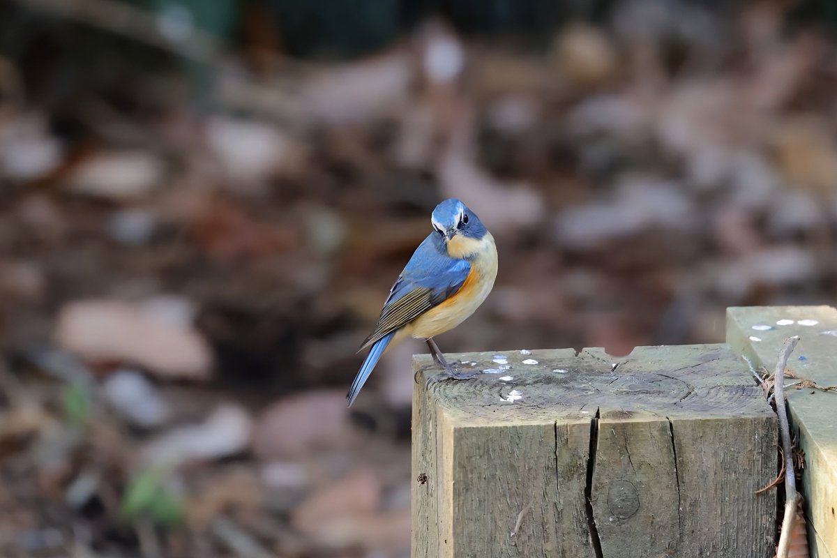 JohnsonSato's tweet photo. 2026年初めての撮影が野鳥になりました。
#ルリビタキ
#eosr7 https://t.co/cTzdtHzd8Q