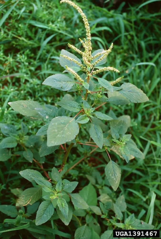 NY_amankwaa's tweet photo. I saw someone’s dad battling PROSTATE enlargement hence I have to share this

🍀This is the most effective and fastest remedy for prostate enlargement 

🍀Amaranthus spinosus (nantwi bin in twi, pig weed, dagunro in yoruba) is the best remedy. Harvest the leaves, wash, dry, mill into powder. Infuse 2 teaspoonful in 150ml hot water. Take 2x dly. You can boil as decoction.