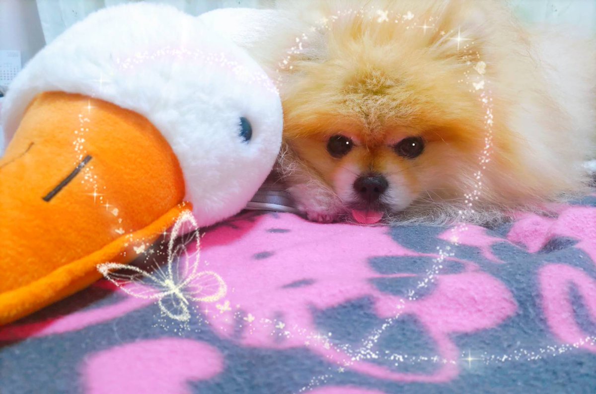 ポメまる@配当投資 (@pomemaru5109) / Posts / X