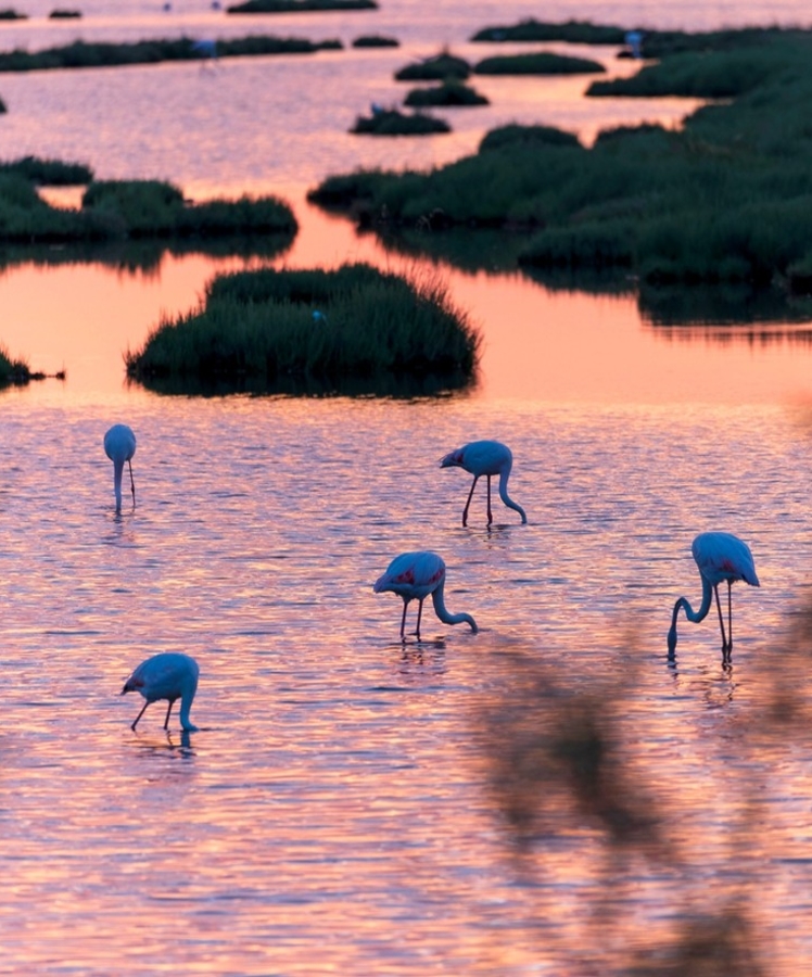 '
Venezia: " Italiens erster Strand "

Die Gemeinde Cavallino-Treporti, eine Halbinsel zwischen Venezianischer Lagune und Adria, zählt zu den erfolgreichsten und zugleich nachhaltigsten Reisezielen Italiens. 

Als UNESCO-Welterbe „Venedig und seine Lagune“ vereint Cavallino