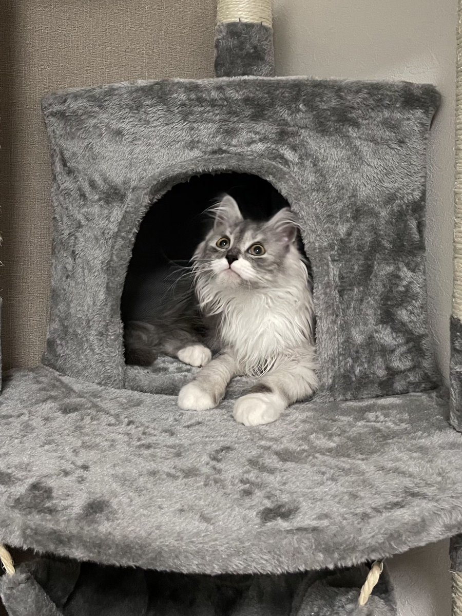 らんまる🐾 (@1224_ranmaru_jp) / Posts / X