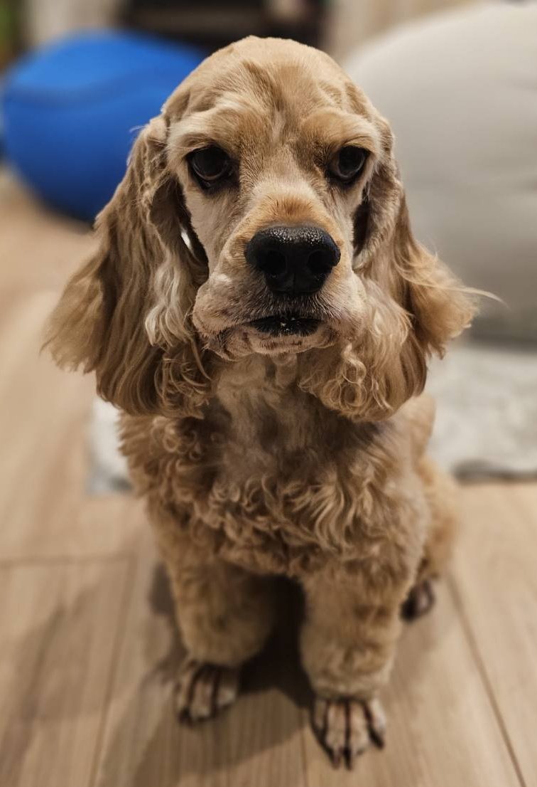 モシャモシャ姉弟をスッキリ姉弟にしてもらってきました✨ 足先だけ