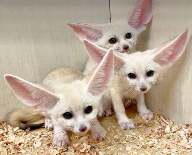 【かわいい】「フェネック」の3つ子が誕生 静岡の屋内動物園ですくすく成長
news.livedoor.com/article/detail…

動物園「アニタッチ MARK IS 静岡」で3つ子は、展示場で過ごす時間も徐々に増えてきているという。タイミングが合えば、ガラス越しに3つ子と母親の様子を観察することができるそう。