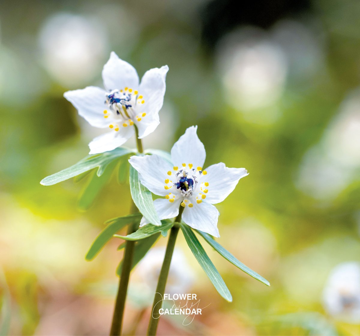 セツブンソウ｜花の日めくり 花言葉「光輝」 立春の頃に開花する
