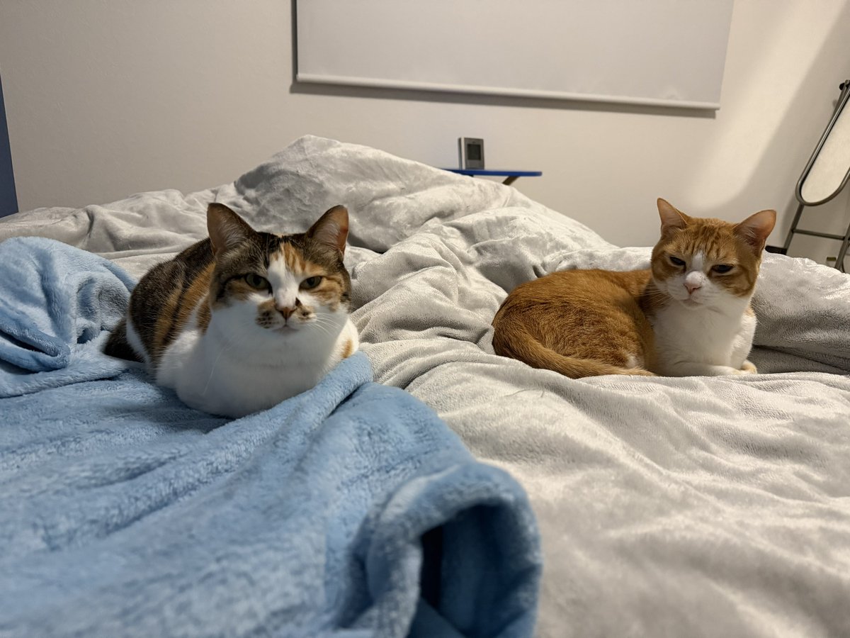 コムギと卍丸(まんじまる)とのりまきとおむすびとおはぎ (@komugi56285