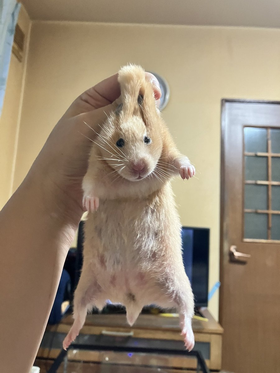 ネズミ🐹 tweet media