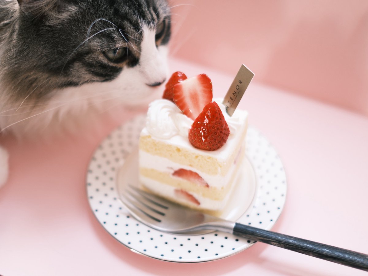 ショートケーキ食べまーす🍰 #fujifilmxe4 #xf35mmf14