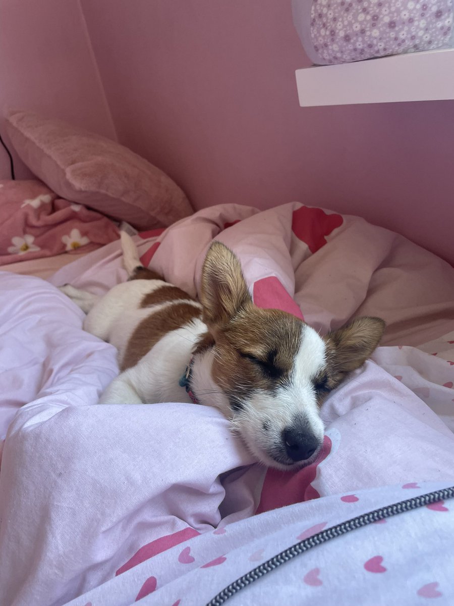 Here are my little pups! The black &amp; white one is Frankie, the small black &amp; white one with tan is Dewi &amp; the brown and white one is Dafi!
They are all so lovely and affectionate and Ive currently got Frank in game and I’m hoping to get all the others!!💘<a href="/MyHeartopia/">Heartopia</a> #Heartopia