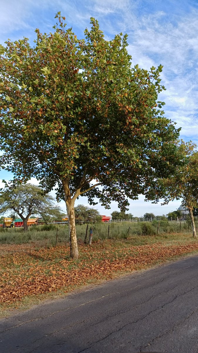 No es adelanto de otoño, es SEQUIA