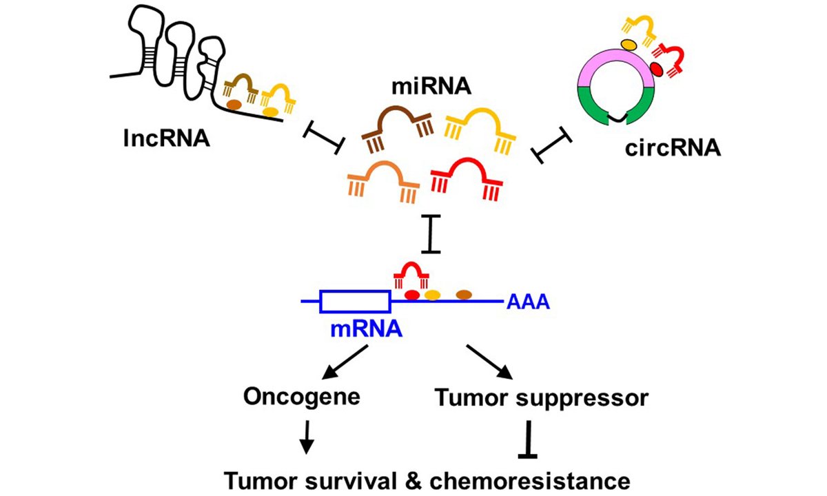Cancer Drug Resistance tweet media
