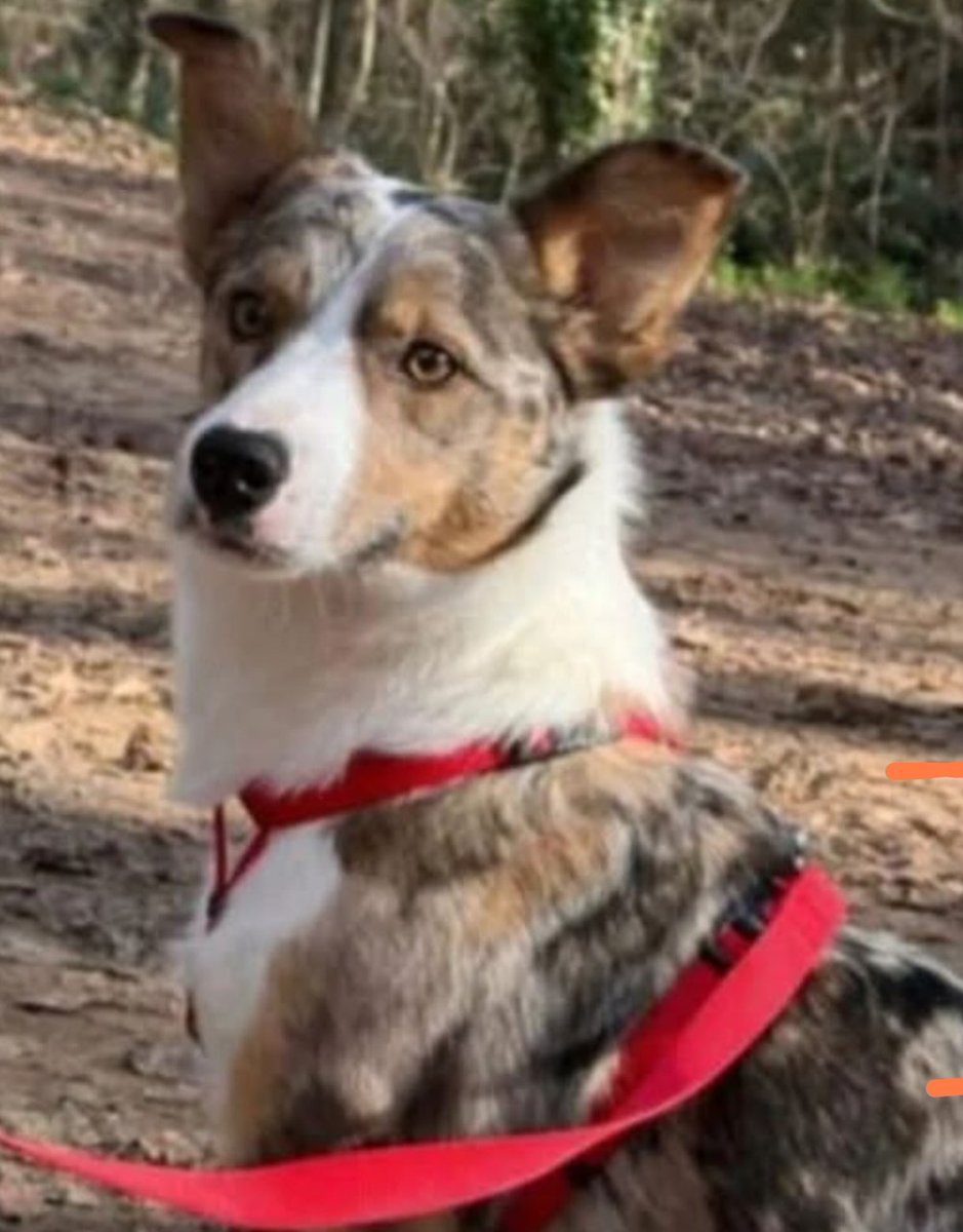 areagossosbdn's tweet photo. 🆘🆘¡¡ATENCIÓN!!🆘🆘
Perrita Border Collie perdida en #Arbúcies #Montseny
#Girona
Si tienes alguna pista contacta:
📞 674 941 395
Máxima difusión.
#xarxagironaperduts
#FemXarxa https://t.co/mG9L9vj3TZ