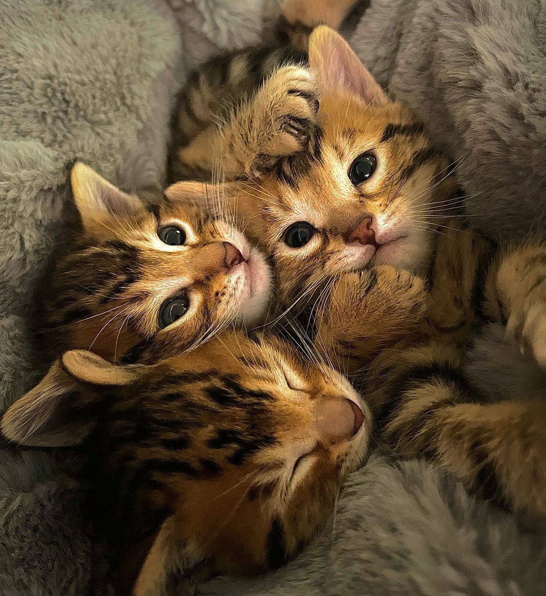 Tiny_Chaos's tweet photo. @MyHeartopia @heartopia One more because the babies had me OBSESSED #Heartopia https://t.co/YLNQdo2aJL