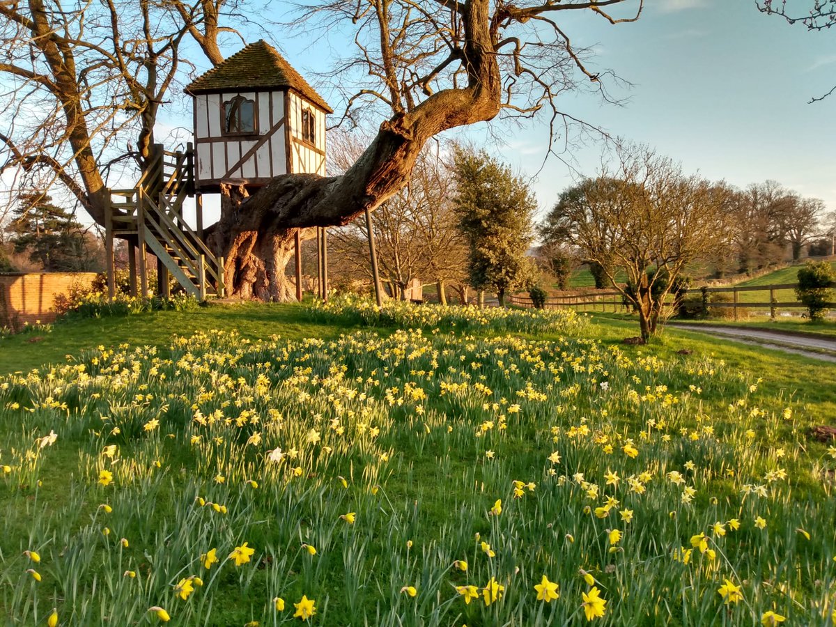 Lots of demand for guided tours of Pitchford Hall &amp; Treehouse so we have added another date - 24 March - with Spring flowers and ending the tour with chocolates from <a href="/meltchocolates/">Melt Chocolates</a> #springflowers #guidedtour Book <a href="/Historic_Houses/">Historic Houses</a> historichouses.org/house/pitchfor…
