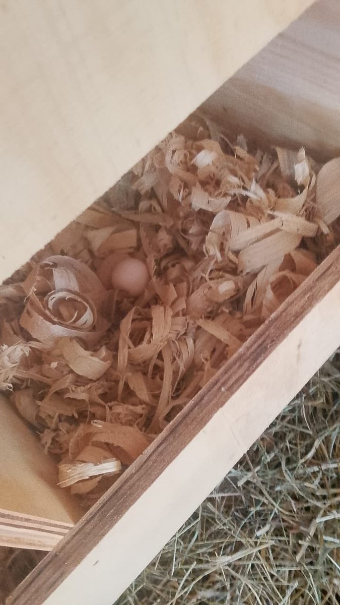 enkudheni's tweet photo. @SANDEJAQ …my birthday project has given one one🥚🔥 grateful for what is to come🐣 https://t.co/QydtK3tipw