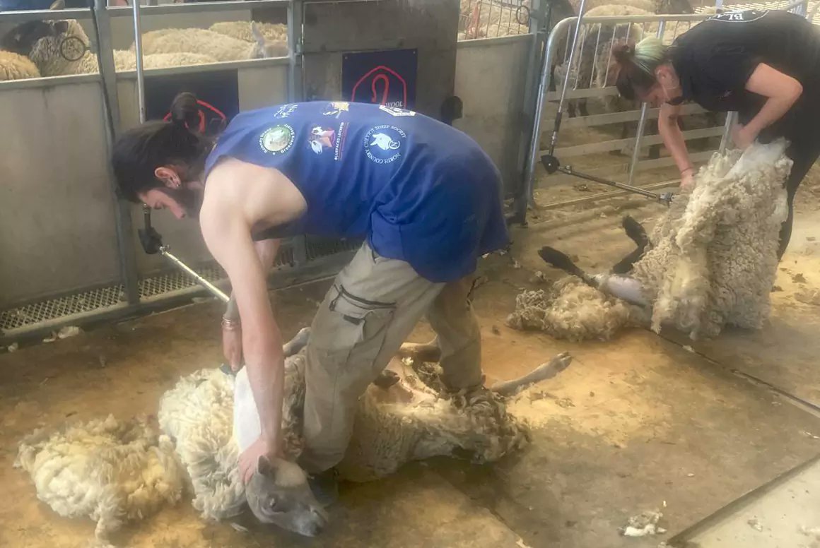WelshCountry's tweet image. British Wool Renews Exclusive Training Offer for Young Farmers

welshcountry.co.uk/british-wool-r…

@BritishWool  @BritishWoolFarm  @CFfICymru  #britishwool #wool #sheepfarmers #woolmatters #75yearsofbritishwool #youngfarmers
