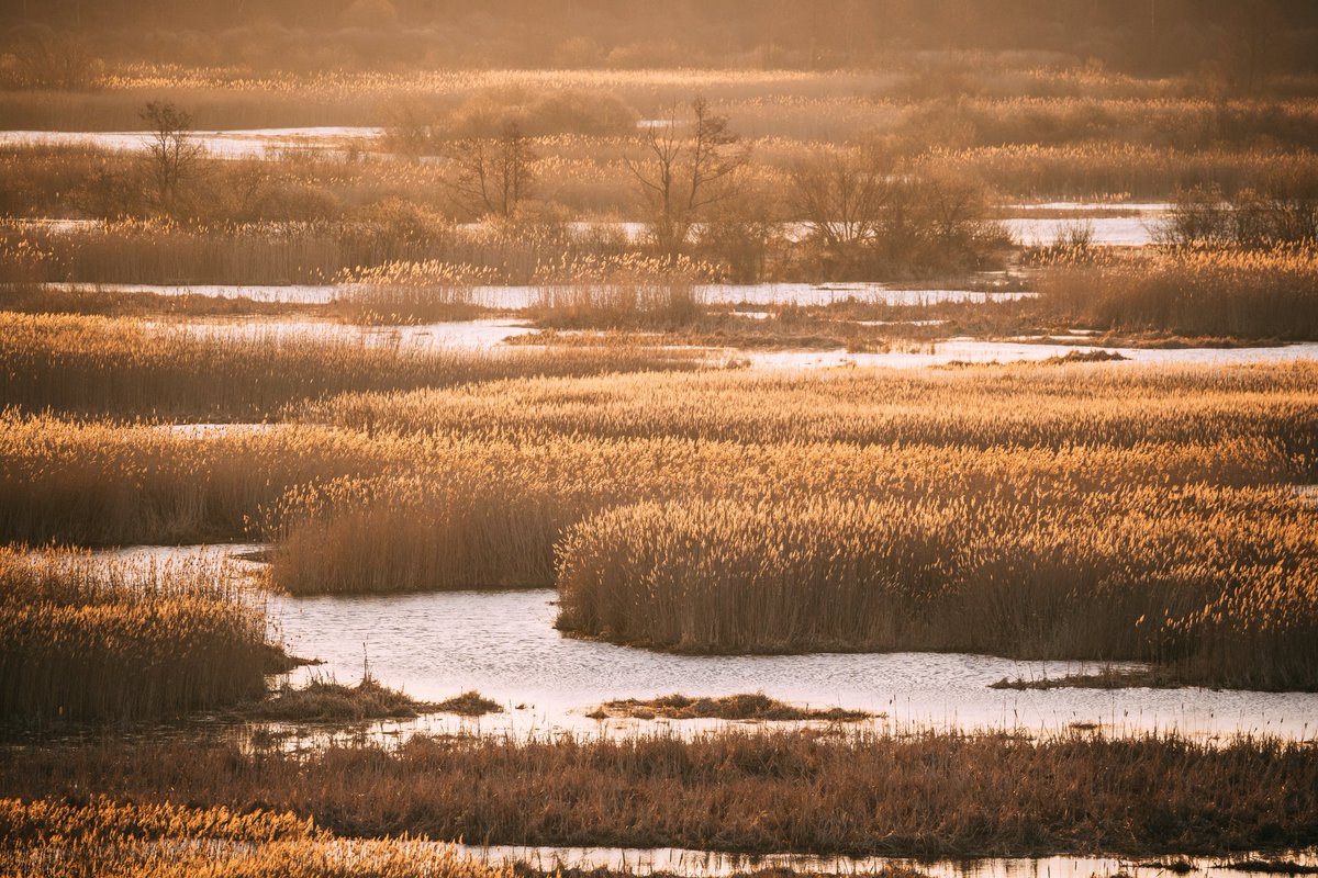 💧🌱Happy #WorldWetlandsDay!

Wetlands are "nature’s sponges," vital for water retention &amp; pollution control. WE supports #NbS via 🇪🇺 projects like #NPower, #GEORGIA, #SOLUCIR, #WATERGRID, <a href="/universwater/">Universwater 🇪🇺</a> &amp; #UrbanM2O.

🔔Join our Webinar Feb 5 (09:00 CET)!
🔗watereurope.eu/event/how-to-q…