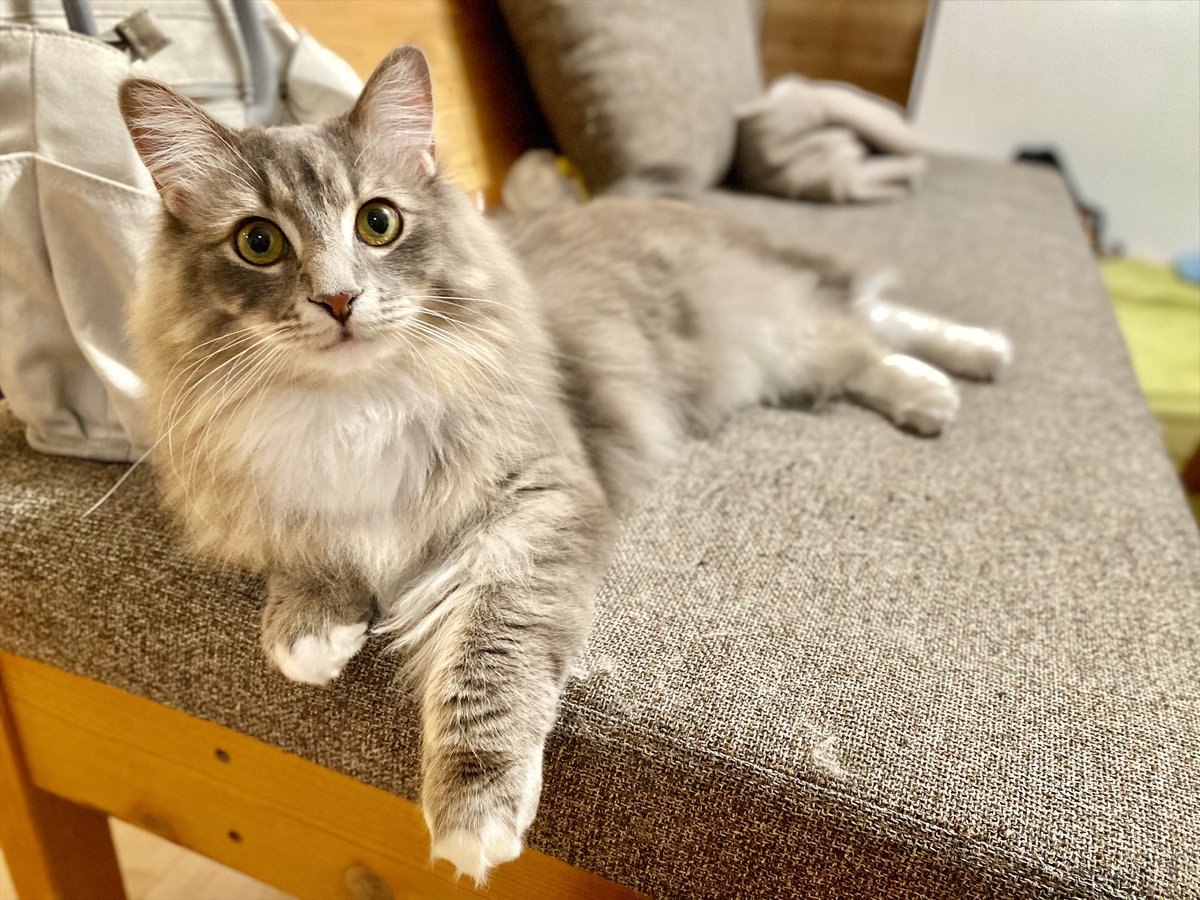 まいおにーさんが今週お泊まりしにくるので土曜日にふみちゃんとぶんちゃんをお風呂に入れました🛀

もふもふ度MAXです(　･´ｰ･｀)