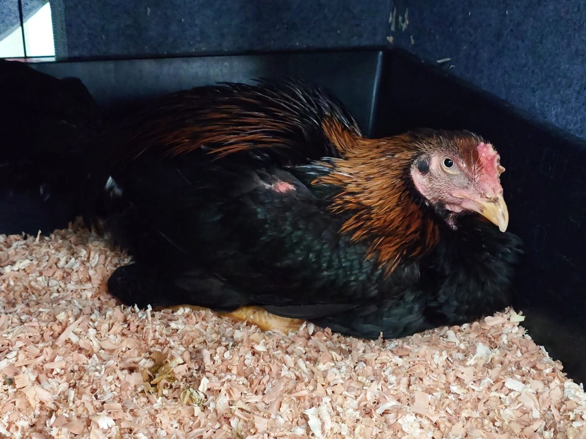 愛護センターで餓死寸前まで追い込まれた軍鶏、飢餓状態が続いたせいで消化できず
食べたいけどそのうから流れていかない状態が続いています
動かしたくなかったけど見てもらわなきゃと
標準体系のカケルを小脇にかかえて
骨と皮の子を連れて
愛護センターの獣医達に触ってもらいました