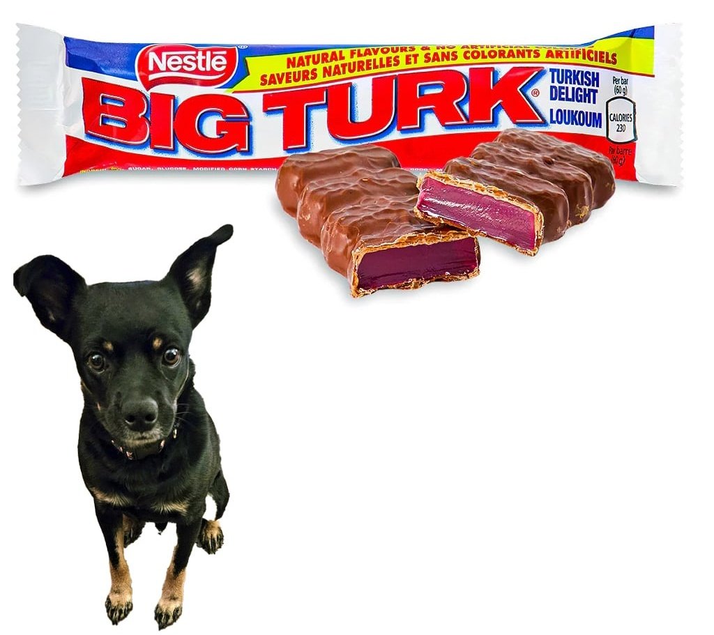 CanadianBlackBear🇨🇦 (CanadianPenny🌈) tweet media