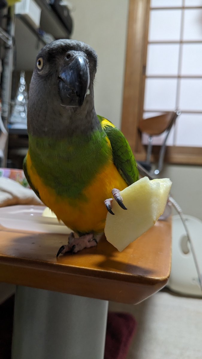 【拡散希望】
セネガルパロットの迷子情報です

場所：東京都江戸川区中葛西
日時：26/2/2 13時頃
名前：ジャンタ
特徴：ジャンタ、と自分の名前をいうことがあります。人慣れしています

情報お持ちの方、下記までご連絡を
npotsubasa@tsubasa0615.org
情報拡散のご協力お願いします