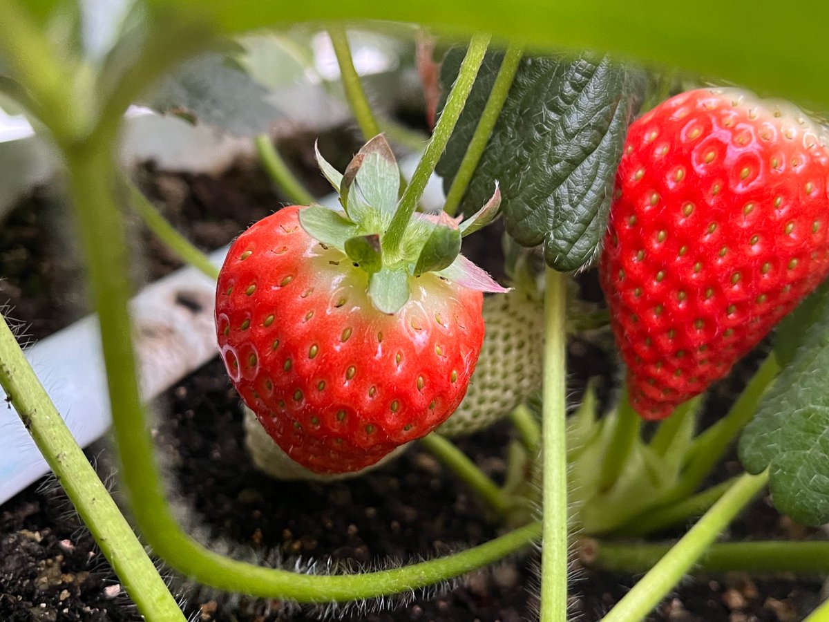 我爱草莓🍓🍓🍓
有没有想吃的草莓的友友呢，Q1请你吃草莓～～～