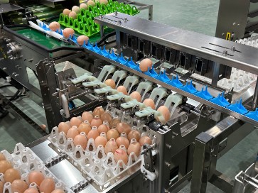 HangJia35399's tweet image. We deliver tailored automation solutions for egg production, blending human-centric design with efficiency. Our lines help save time and labor while upgrading processing workflows across cleaning, sorting, packing and pickling.
#EggProcessing #Automation #CustomizedSolutions