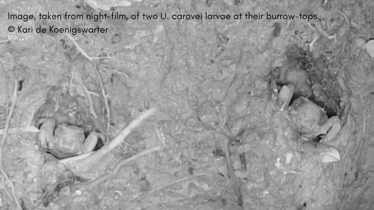 British Dragonfly Society tweet media