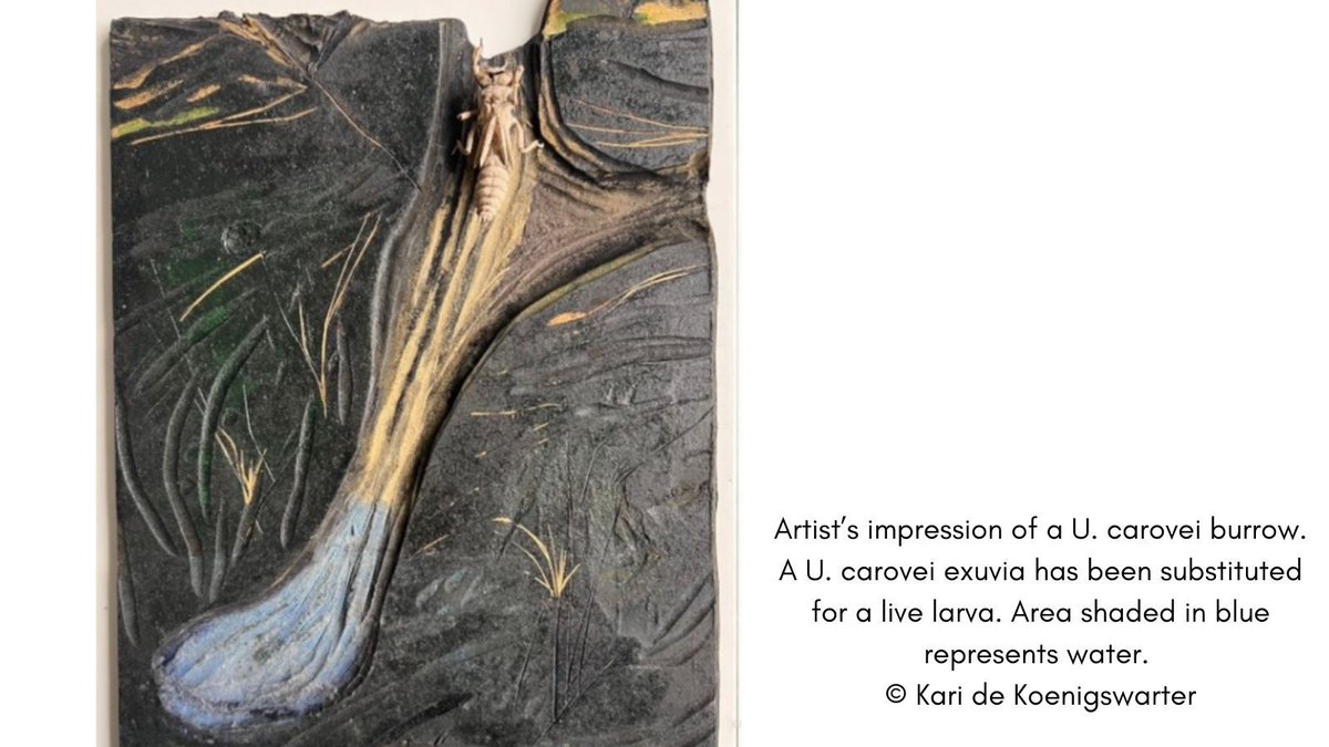 British Dragonfly Society tweet media