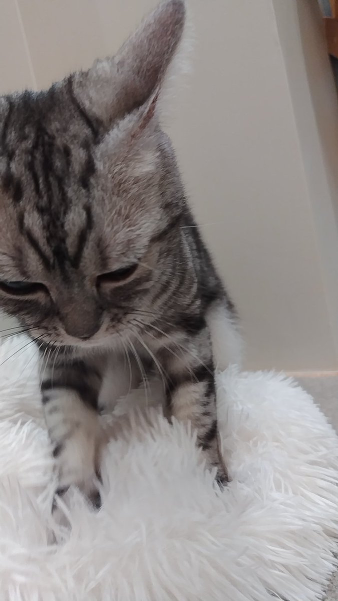 love___0929's tweet photo. 可愛すぎる🤭
猫カフェまた行こう😊 https://t.co/XHMHh7Id21
