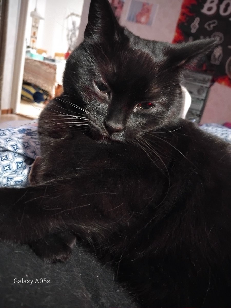 the CatGang 🇸🇪🌈Klumpen 🌈Ricco 🌹🌈🐈‍⬛🐕 tweet media