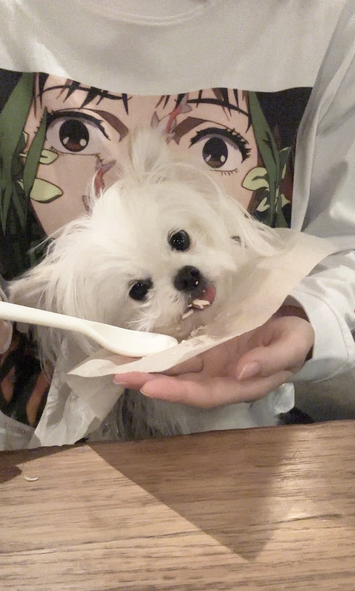 かわいーぬ (@kawai_nu_san) / Posts / X