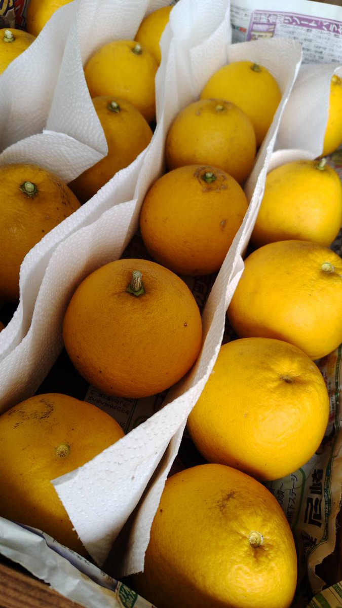 fdf12c98a0c046d's tweet image. とりあえず河内晩柑を収穫してきました！本人が言っていた収穫時期と一般的な収穫時期が大分ずれていたので半分だけ。。
今年、来年はわからん事だらけなんで色々試します。
食べて美味しかったら店で売ります！
美味しくなかったら売りません！笑

河内晩柑って字あってるかな。笑