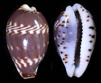 スミナガシダカラ といいます(^o^) #貝 #貝殻 #標本 #コレクション