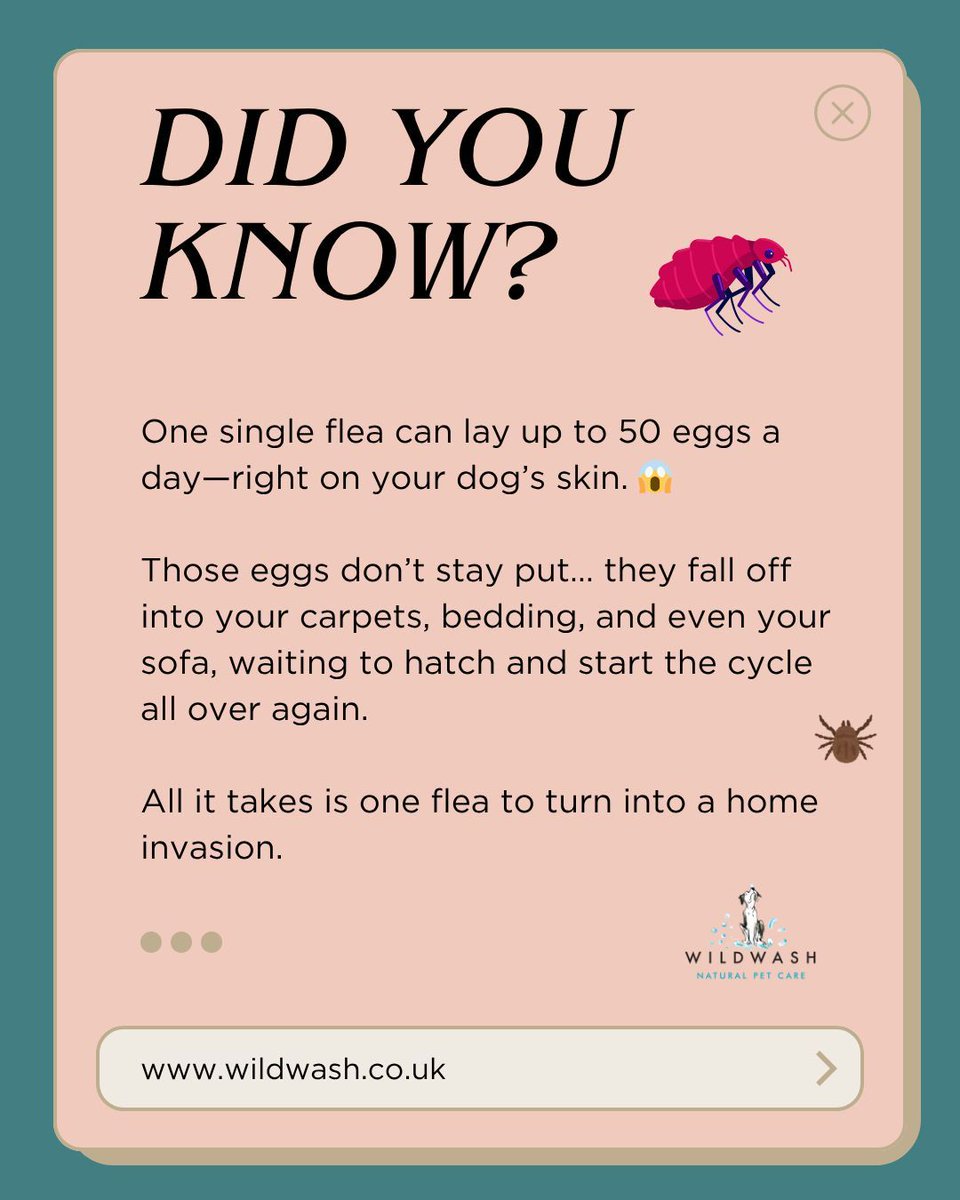 WildWash tweet media