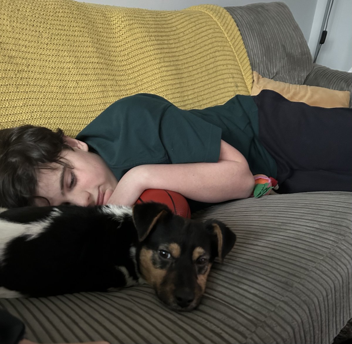 ROLDAOrg's tweet image. We kicked off 2026 in the best way possible, with our first group of dogs of the year arriving safely in the UK, all the way from Romania - little Rosa’s happy dance says it all 🥳🥹

Chicco is loving life with his new forever siblings, Rosa stepped straight into home life, Daisy…