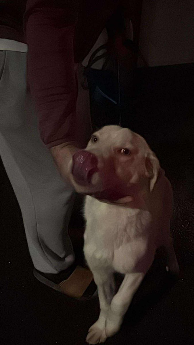 ROLDAOrg's tweet image. We kicked off 2026 in the best way possible, with our first group of dogs of the year arriving safely in the UK, all the way from Romania - little Rosa’s happy dance says it all 🥳🥹

Chicco is loving life with his new forever siblings, Rosa stepped straight into home life, Daisy…