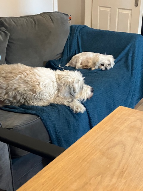 ROLDAOrg's tweet image. We kicked off 2026 in the best way possible, with our first group of dogs of the year arriving safely in the UK, all the way from Romania - little Rosa’s happy dance says it all 🥳🥹

Chicco is loving life with his new forever siblings, Rosa stepped straight into home life, Daisy…