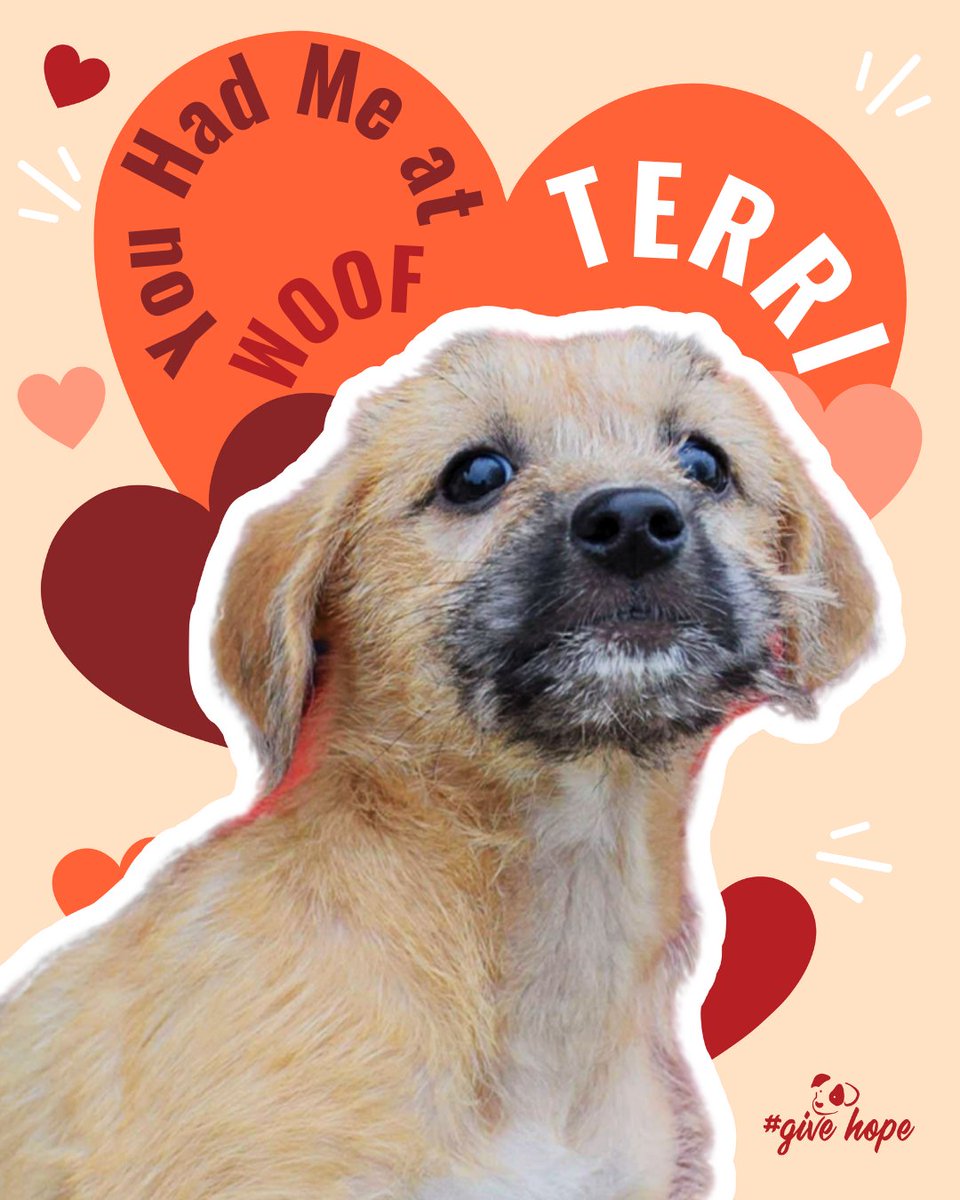 ROLDAOrg's tweet image. Could it be love at first bark for you and Terri? 💘🐾

Terri arrived at our shelter with her mum and siblings, and while her early life is unknown, her personality is already shining through. She may be cautious when meeting new people or exploring new places, but it doesn’t…